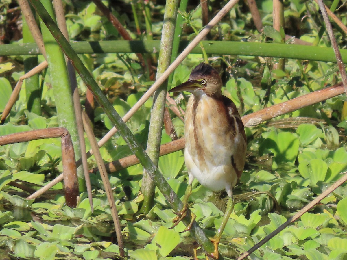 コヨシゴイ - ML645501444