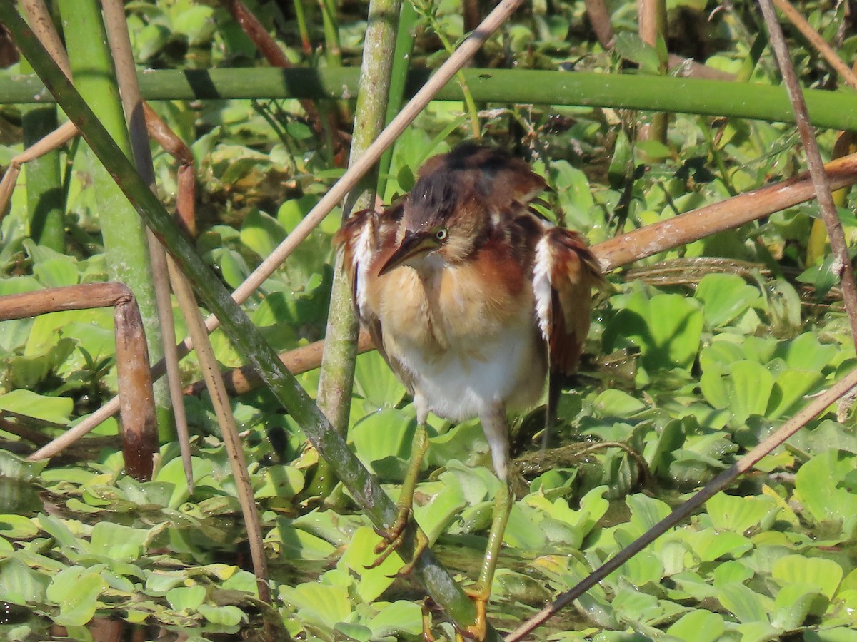 コヨシゴイ - ML645501445