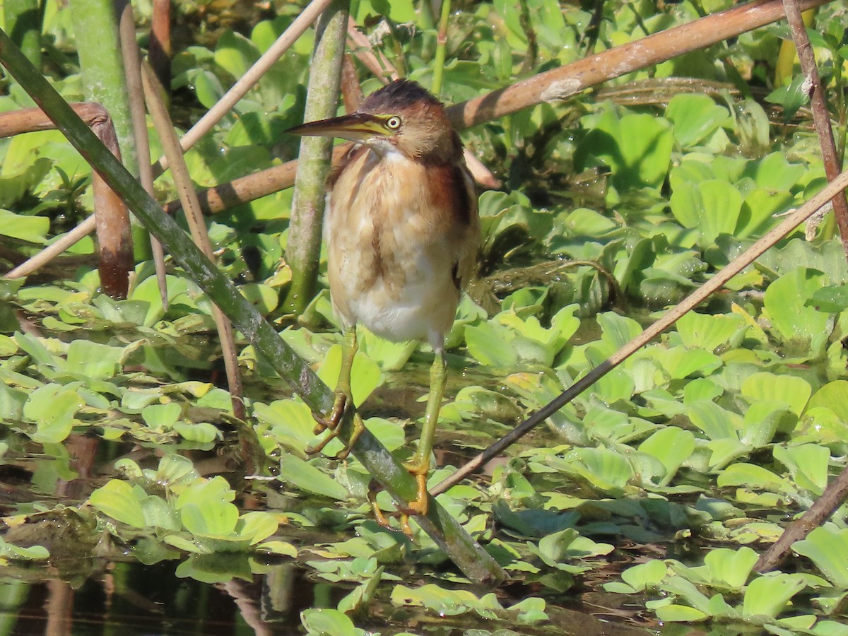 コヨシゴイ - ML645501447