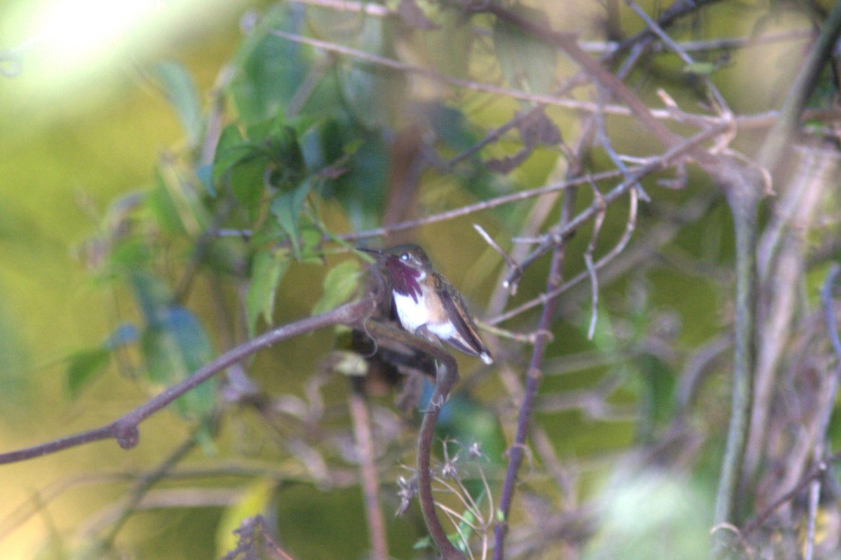 Colibri d'Elliot - ML645501449