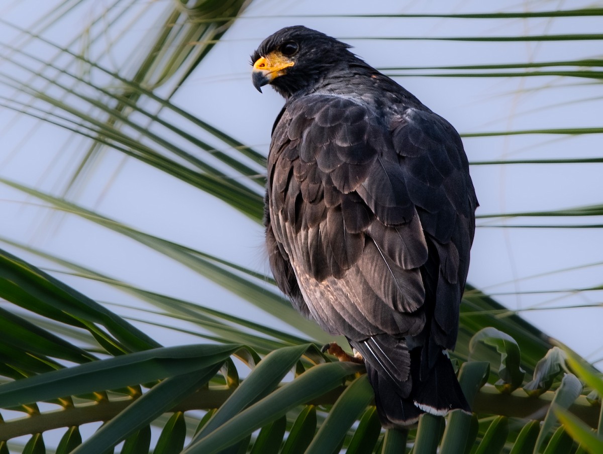 Common Black Hawk - ML645501463