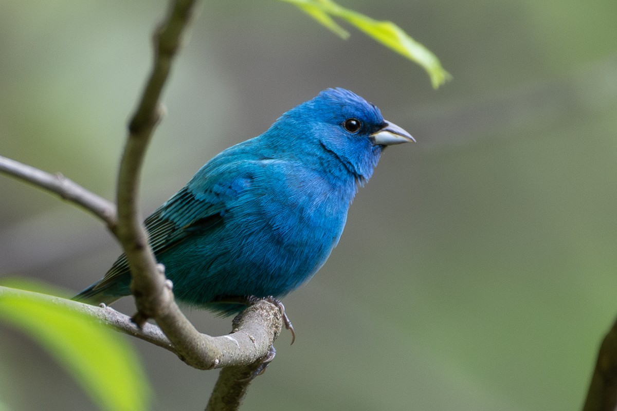 indigospurv - ML645501465