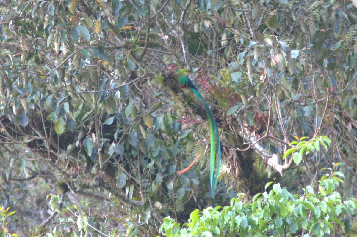 Quetzal resplendissant - ML645501469