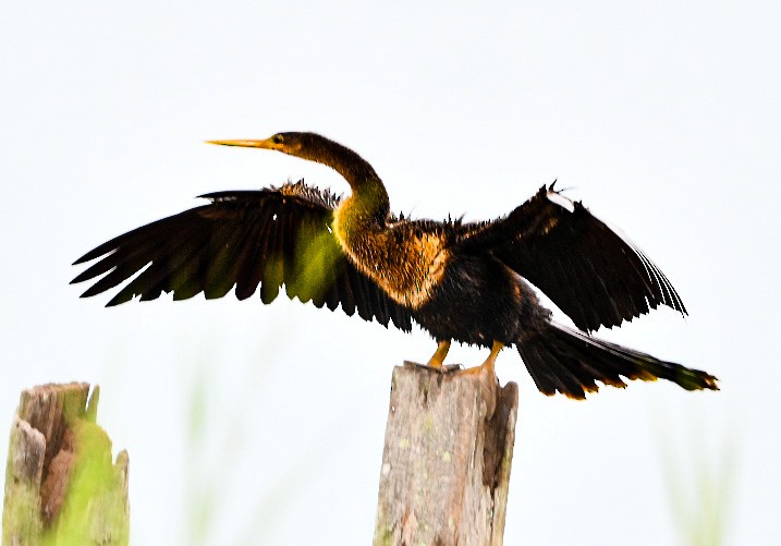 Anhinga - ML645501470