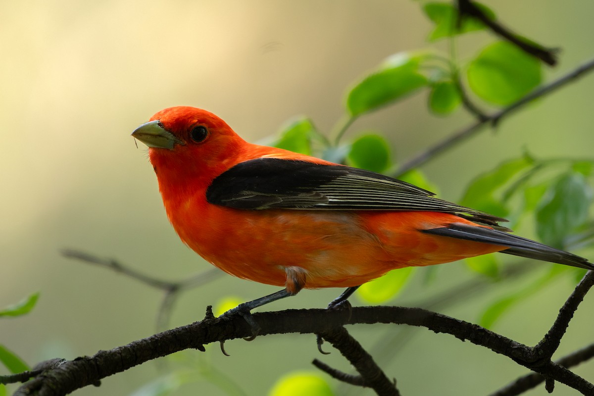 Scarlet Tanager - ML645501482