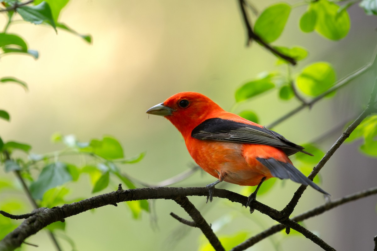 Scarlet Tanager - ML645501483
