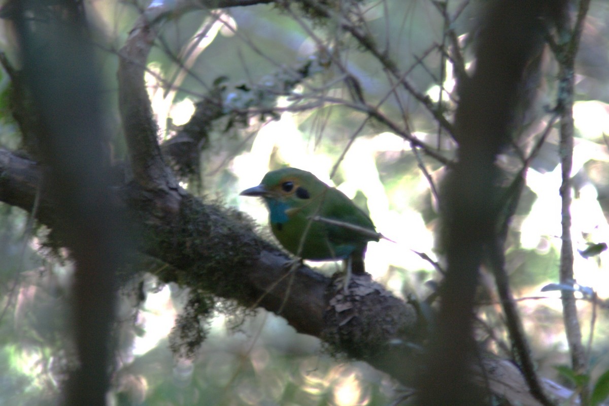Motmot à gorge bleue - ML645501484