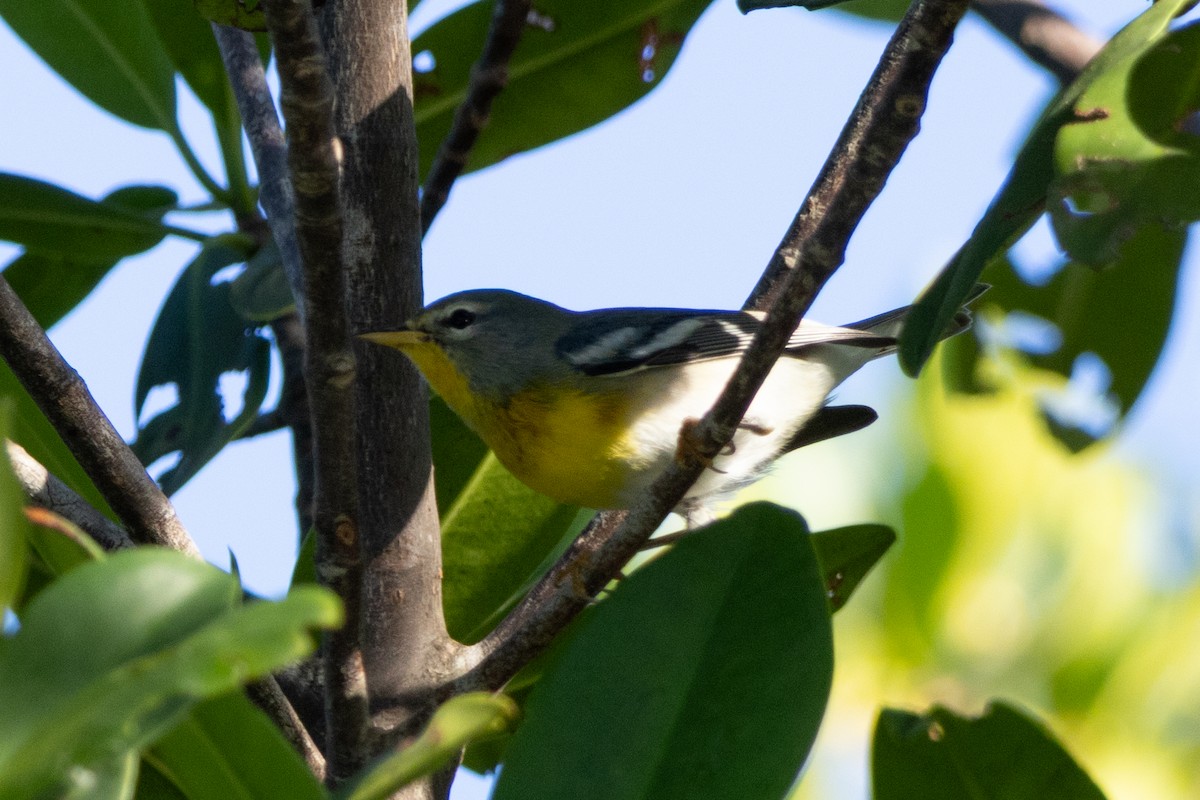 Northern Parula - ML645501486