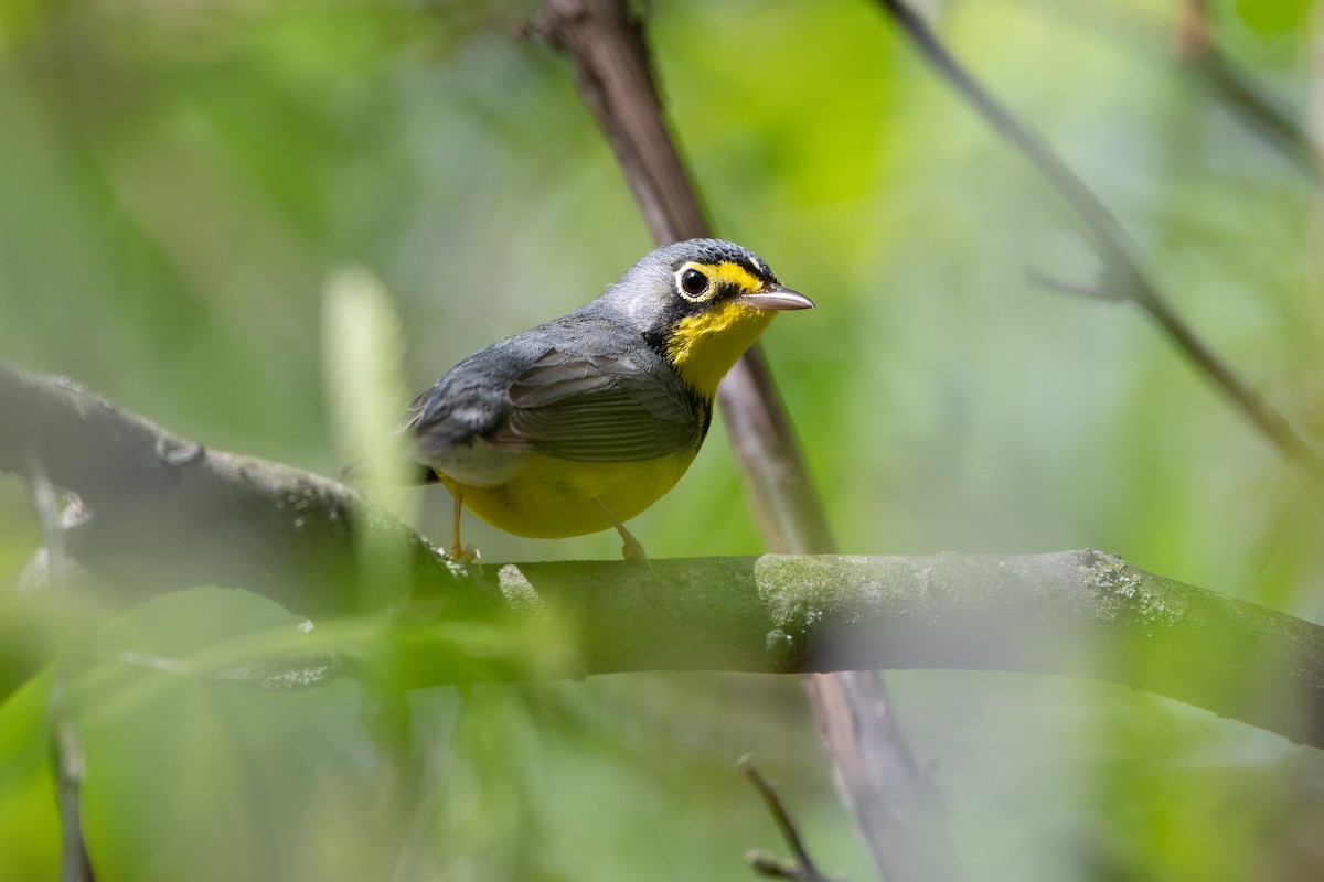 Болотянка строкатовола - ML645501487