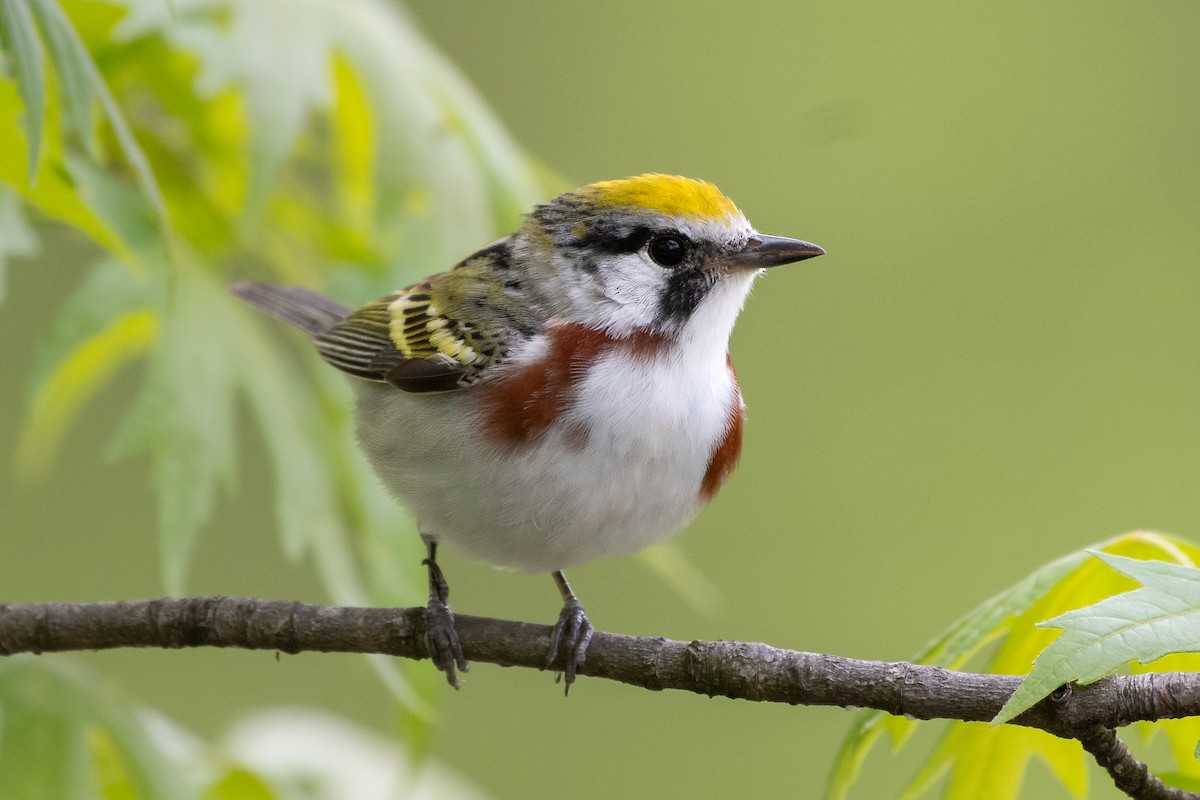 lesňáček rezavoboký - ML645501501