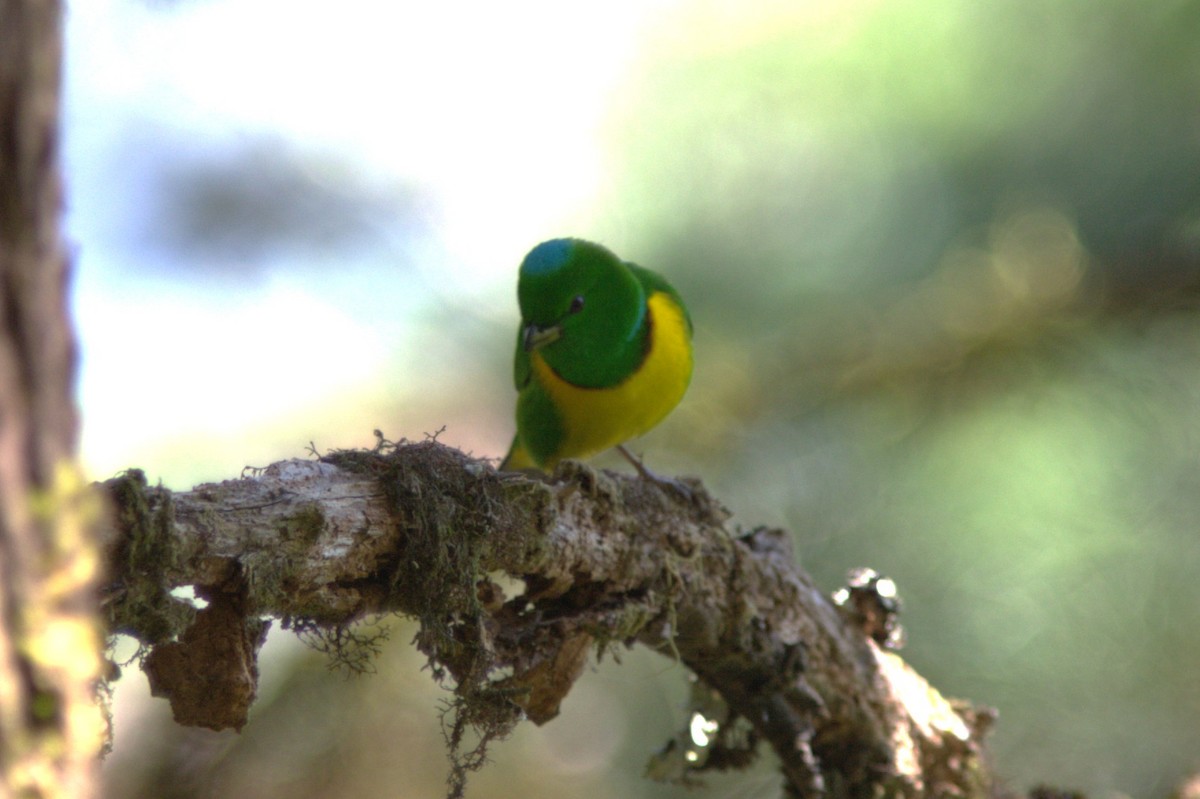 Organiste à calotte bleue - ML645501502