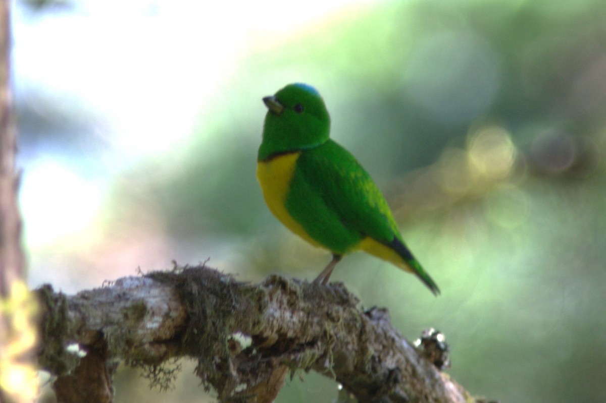 Organiste à calotte bleue - ML645501503