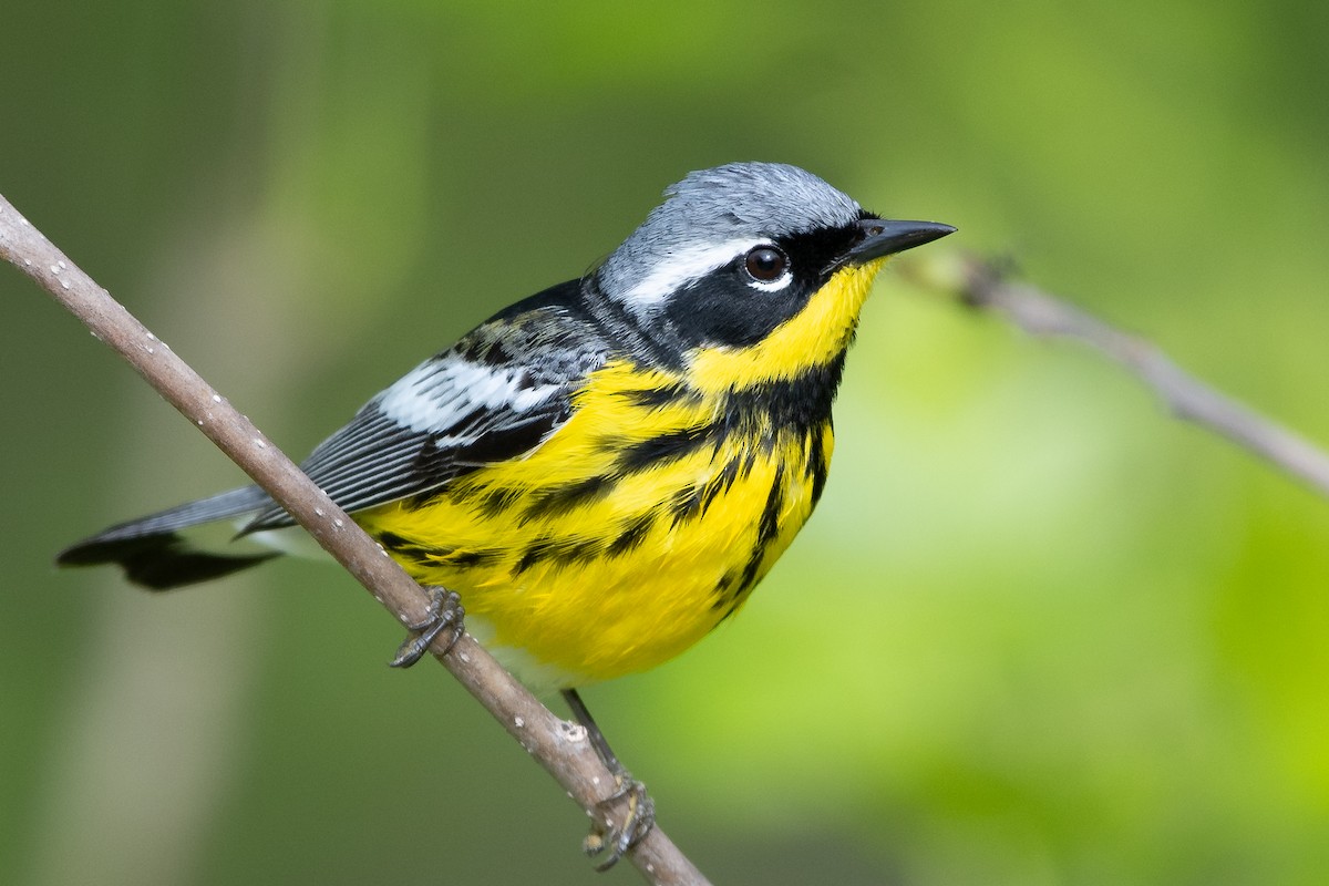 Magnolia Warbler - ML645501510