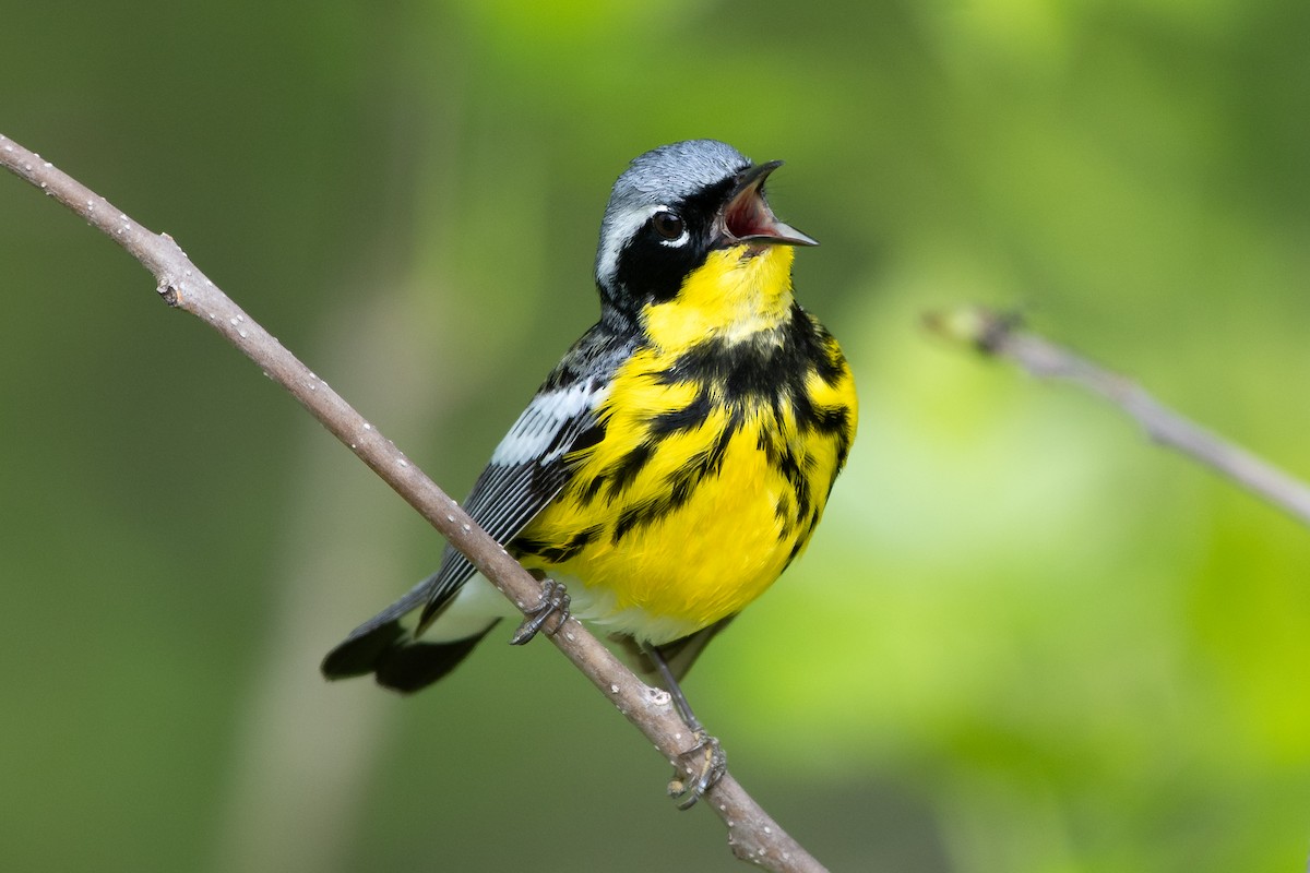 Magnolia Warbler - ML645501511