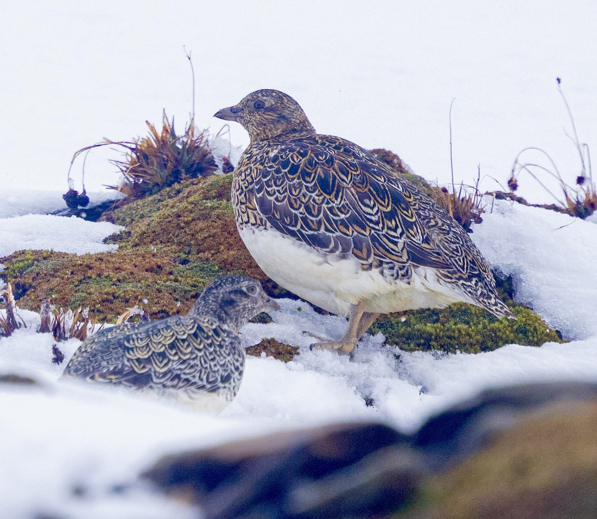 White-bellied Seedsnipe - ML645501516
