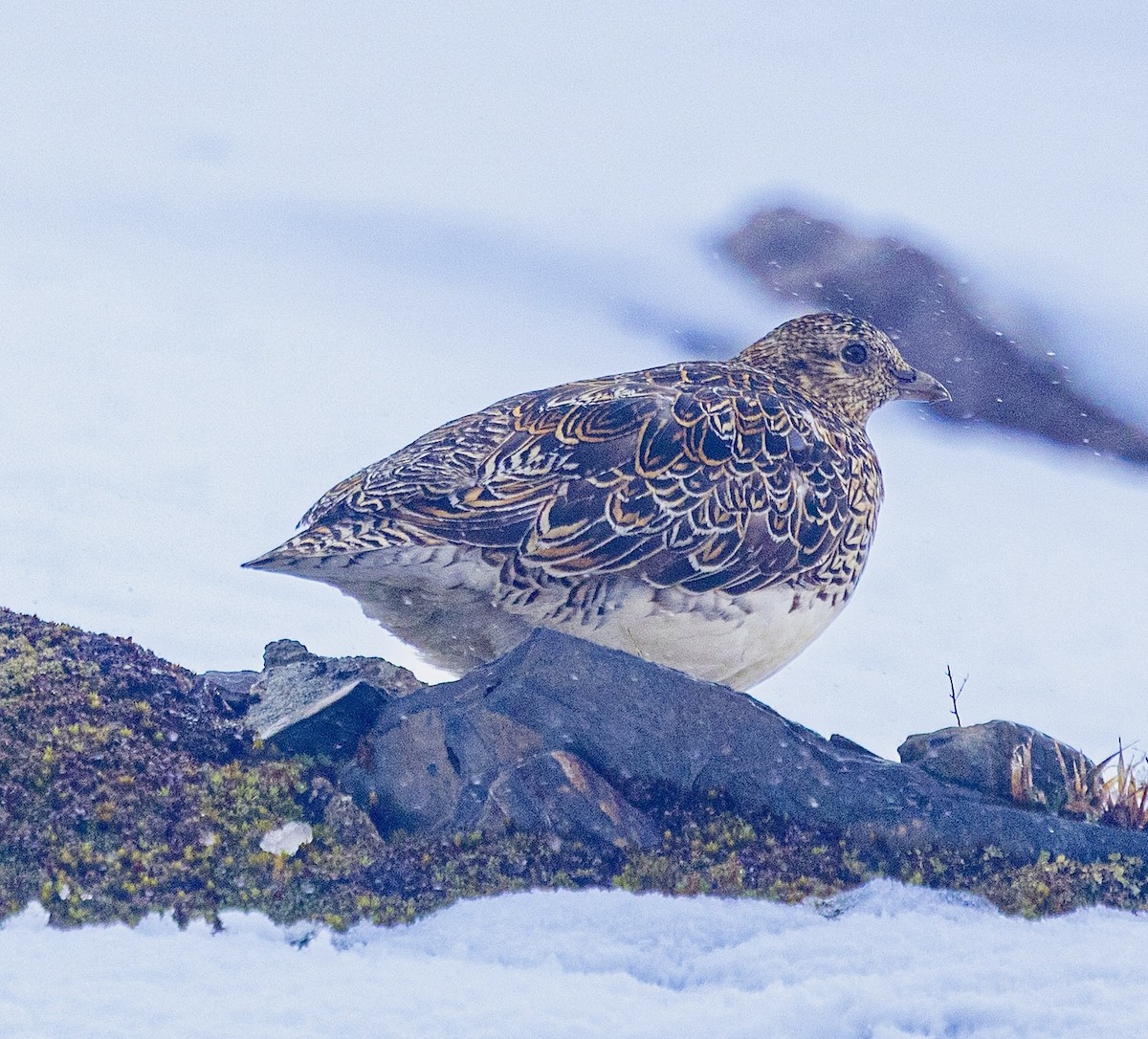 White-bellied Seedsnipe - ML645501517
