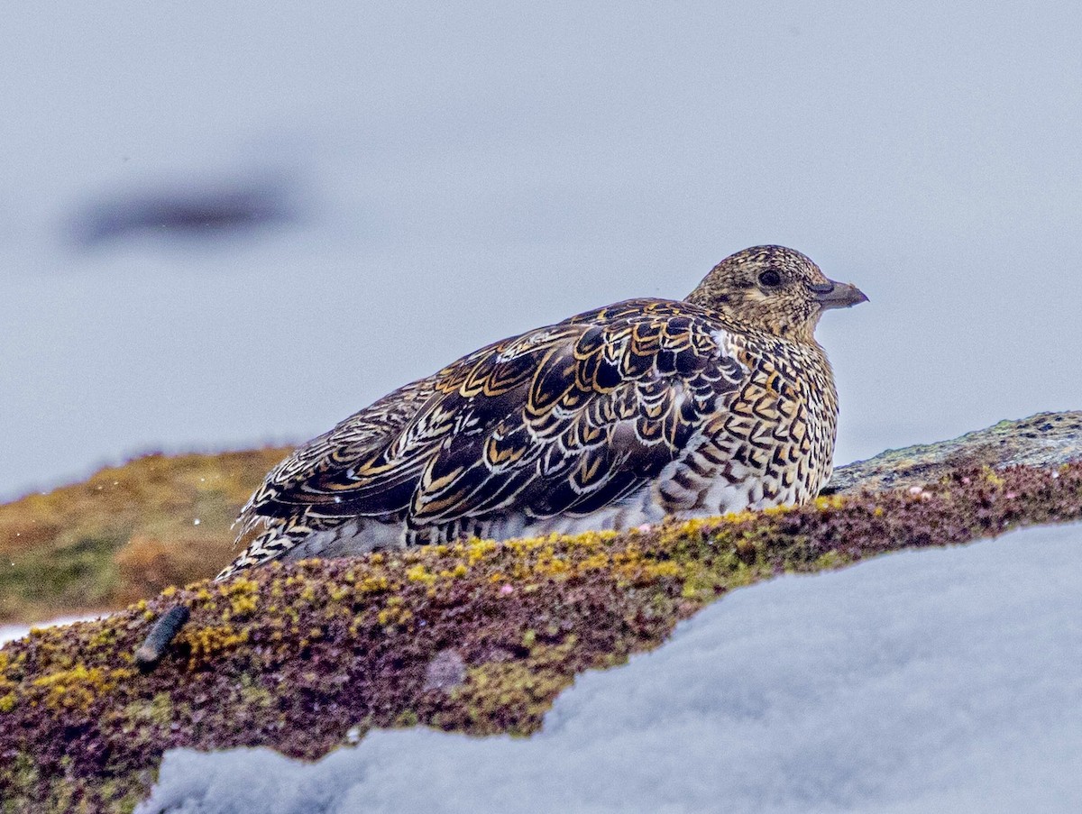 White-bellied Seedsnipe - ML645501518