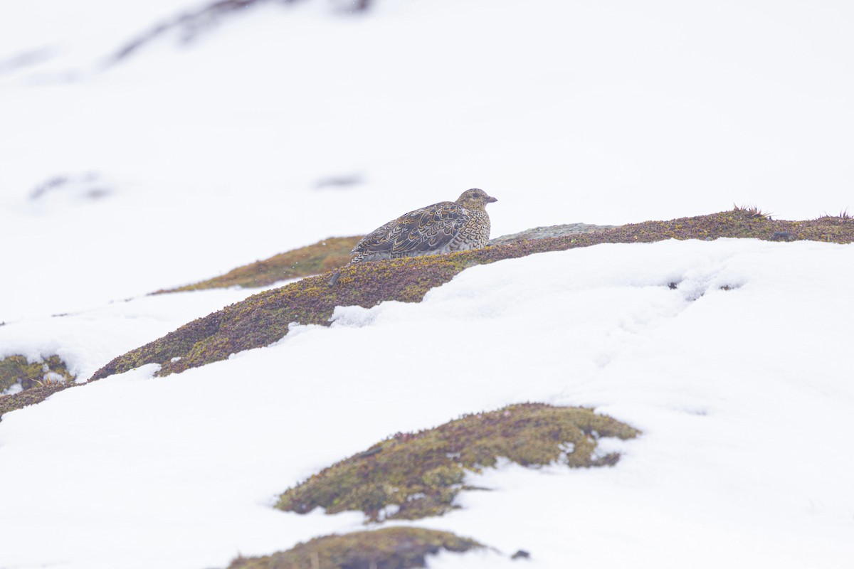 White-bellied Seedsnipe - ML645501519