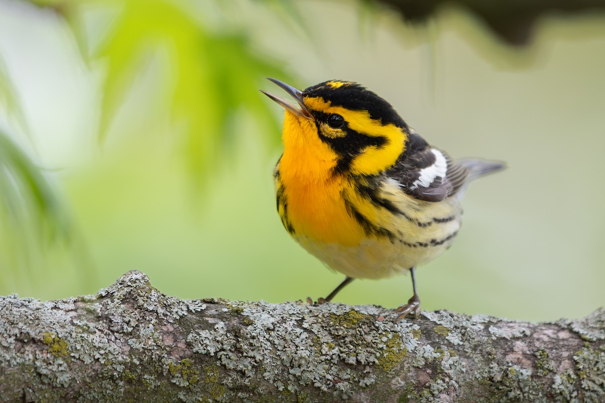 Blackburnian Warbler - ML645501520