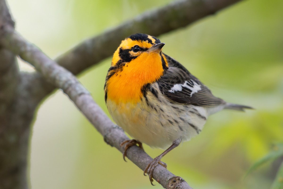 Blackburnian Warbler - ML645501521