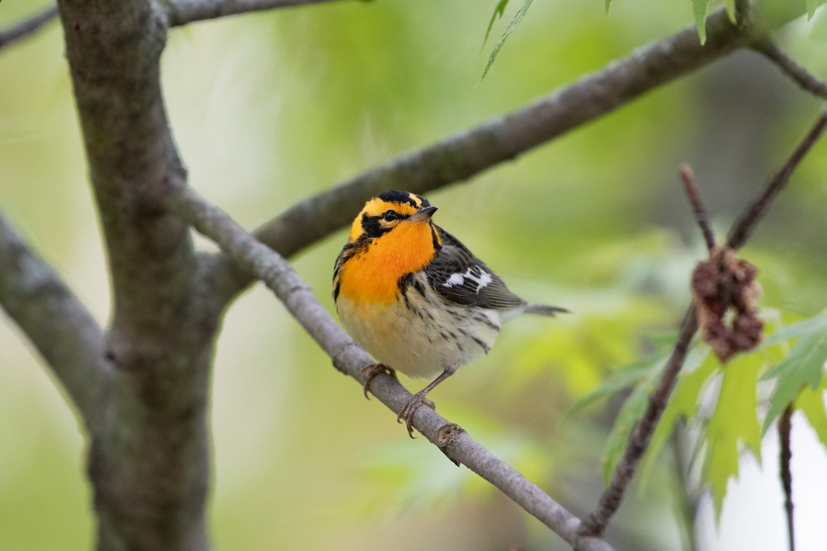 Blackburnian Warbler - ML645501522
