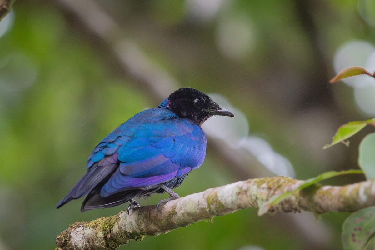 Purple-headed Starling - ML645501525