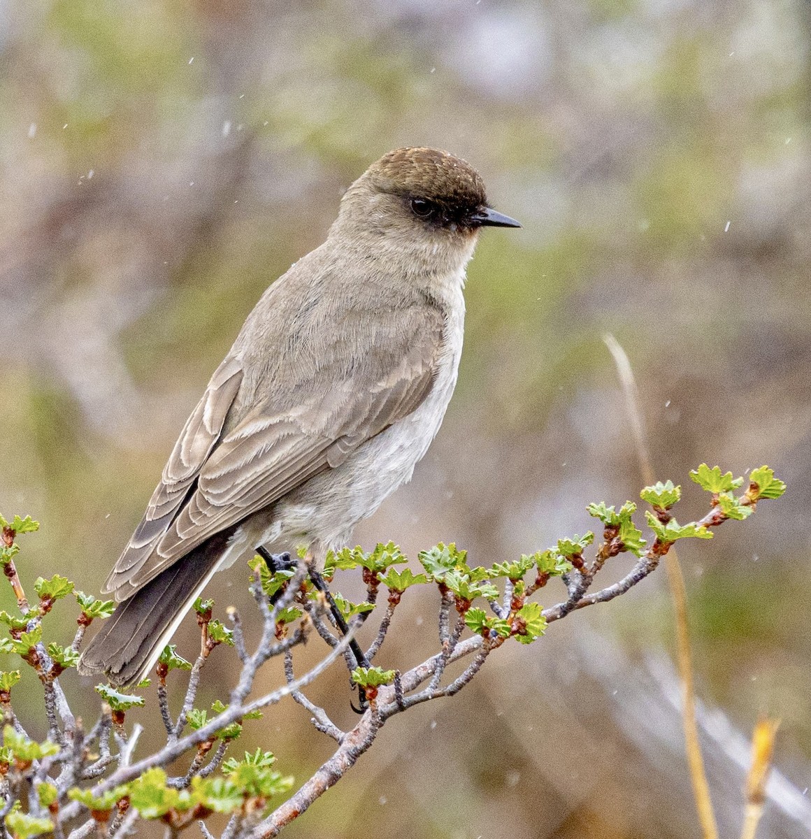 Dark-faced Ground-Tyrant - ML645501527