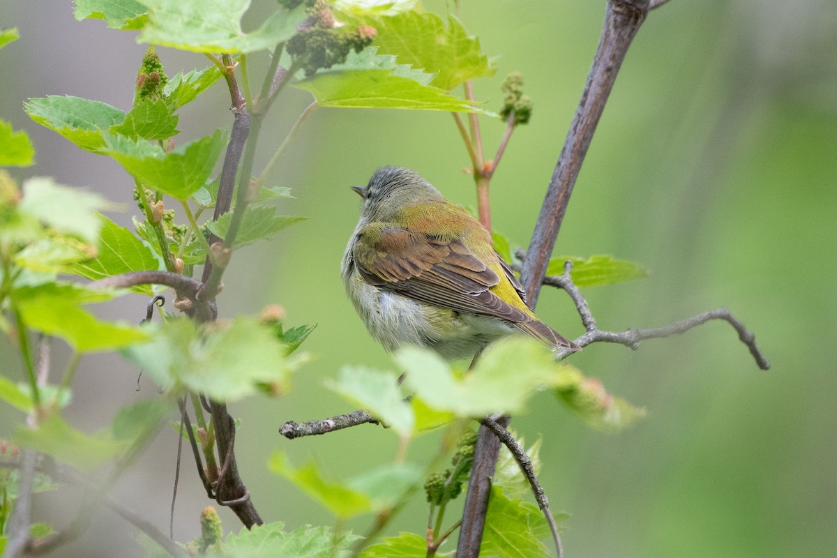 Tennessee Warbler - ML645501532
