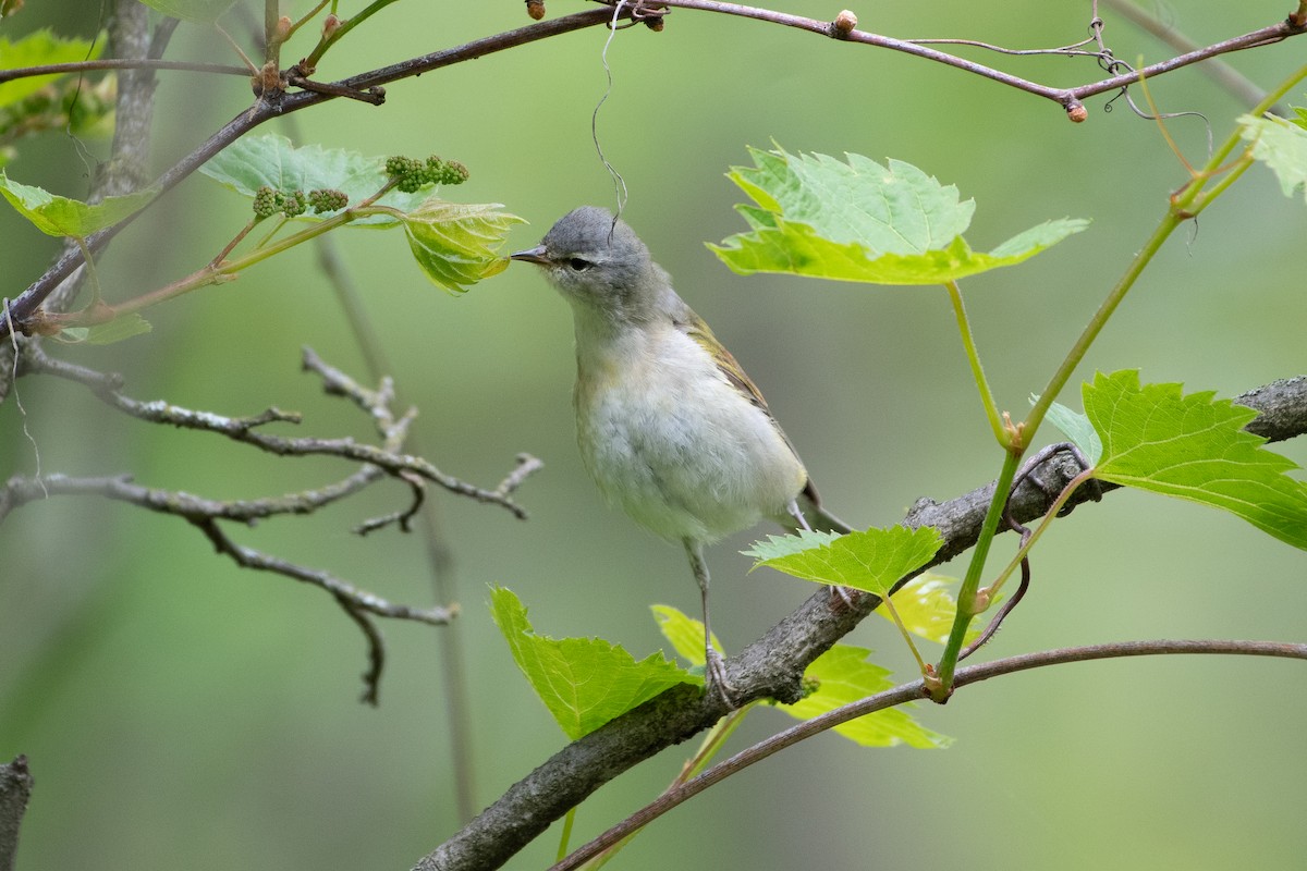 Tennessee Warbler - ML645501533