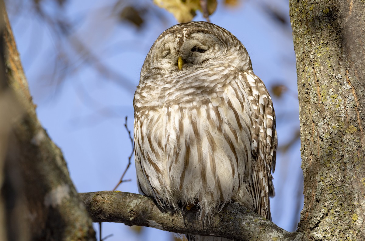 Barred Owl - ML645501535