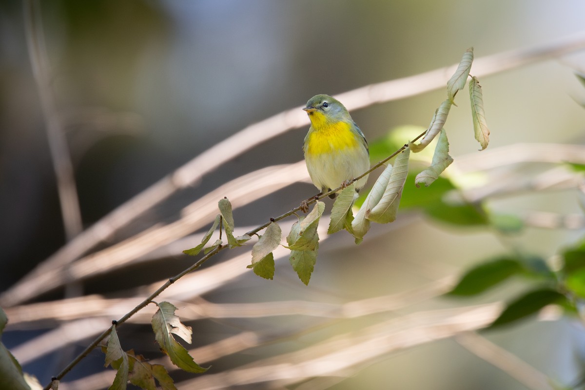 Northern Parula - ML645501537