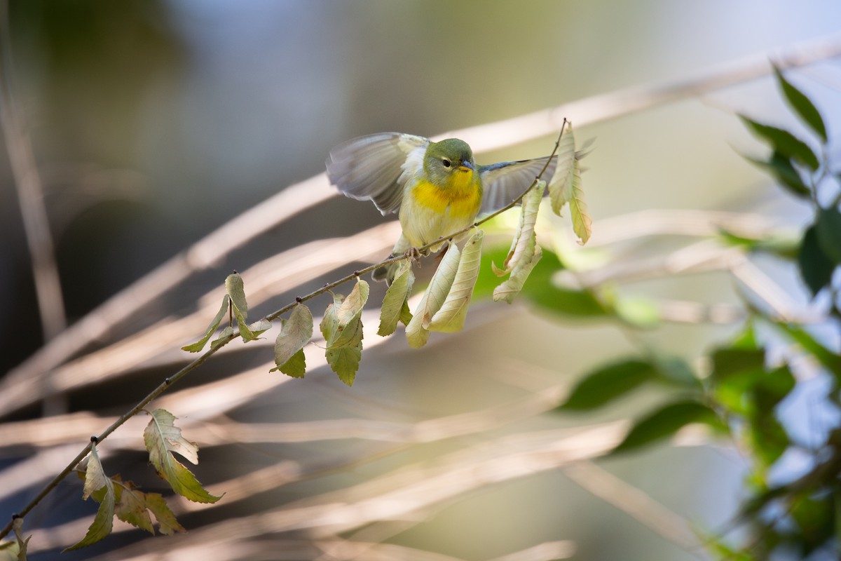 Northern Parula - ML645501538