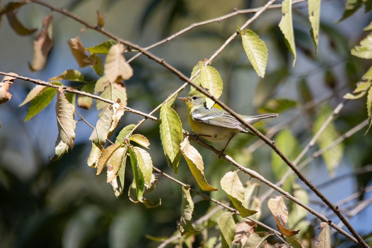 Northern Parula - ML645501539