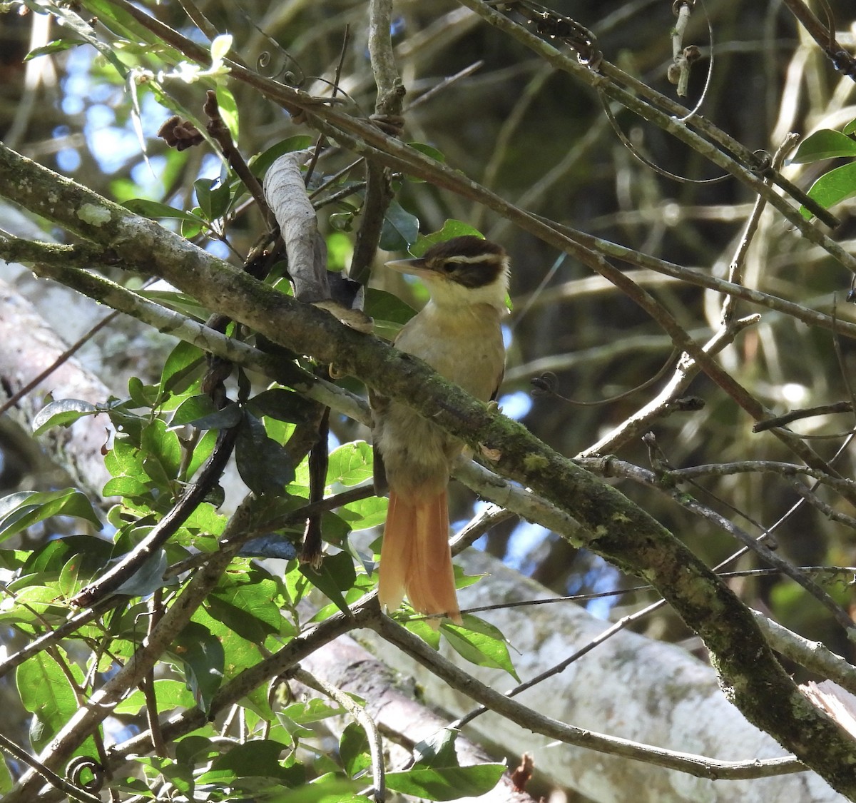 White-collared Foliage-gleaner - ML645501540