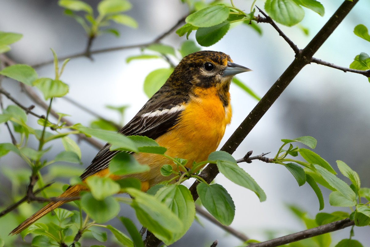 Baltimore Oriole - ML645501541