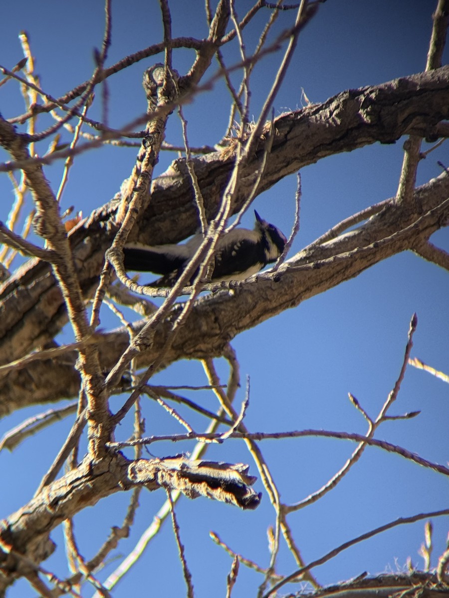 Downy Woodpecker (Rocky Mts.) - ML645501542