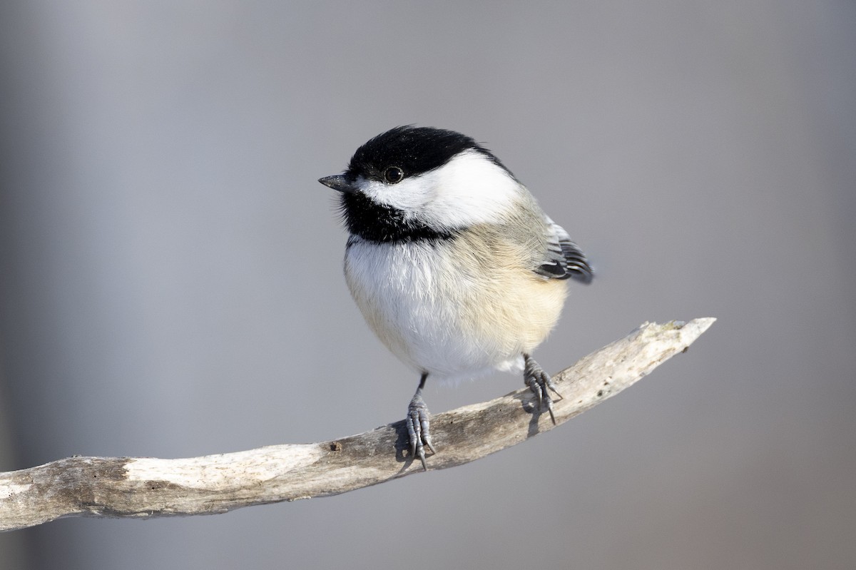 Black-capped Chickadee - ML645501543