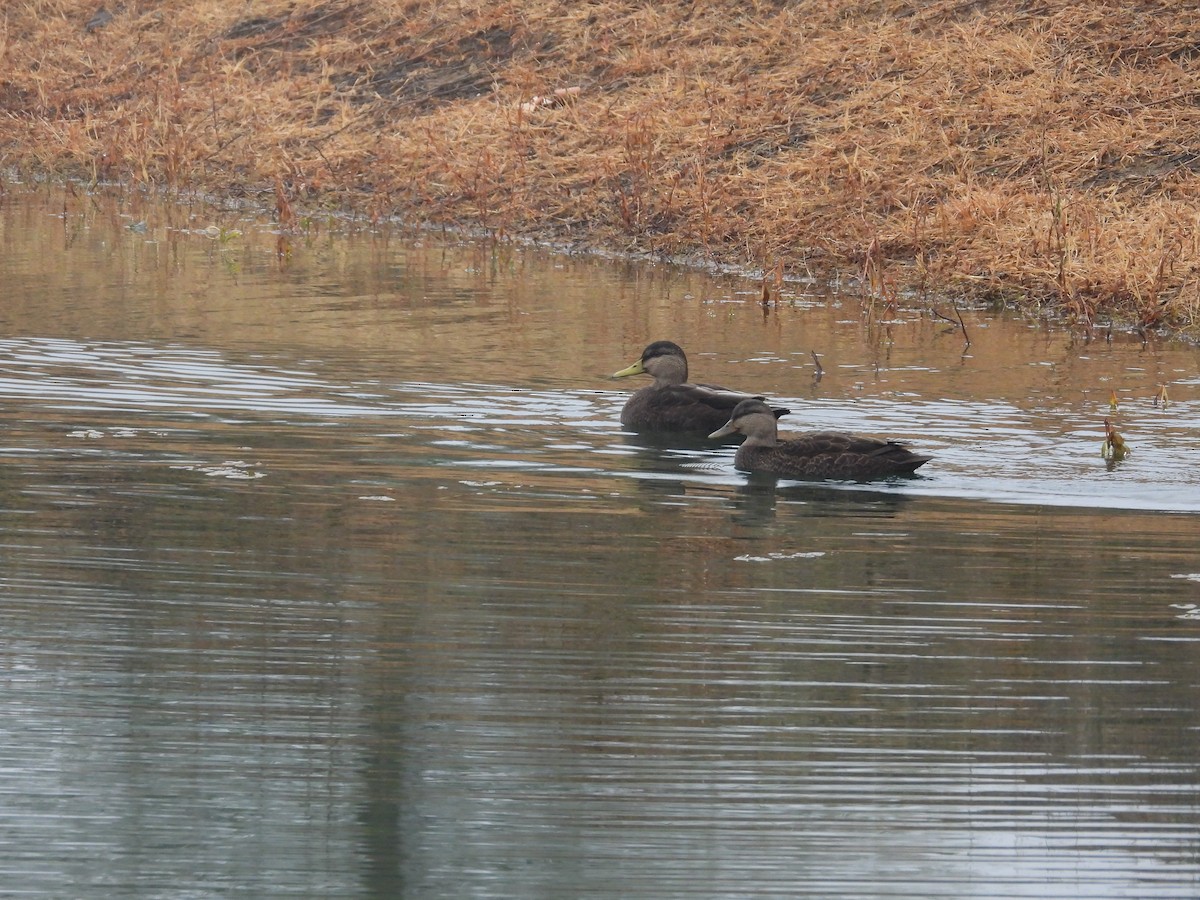 American Black Duck - ML645501544
