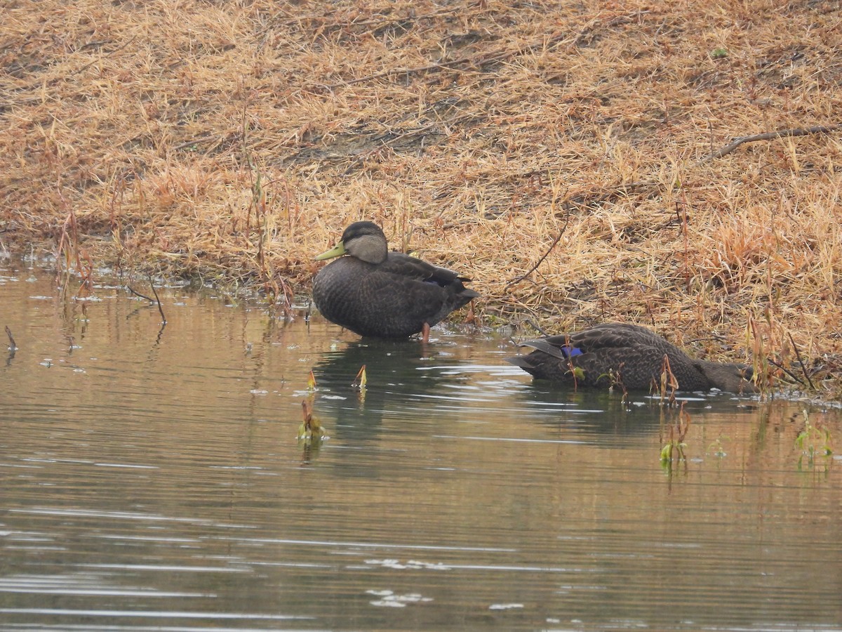 American Black Duck - ML645501545