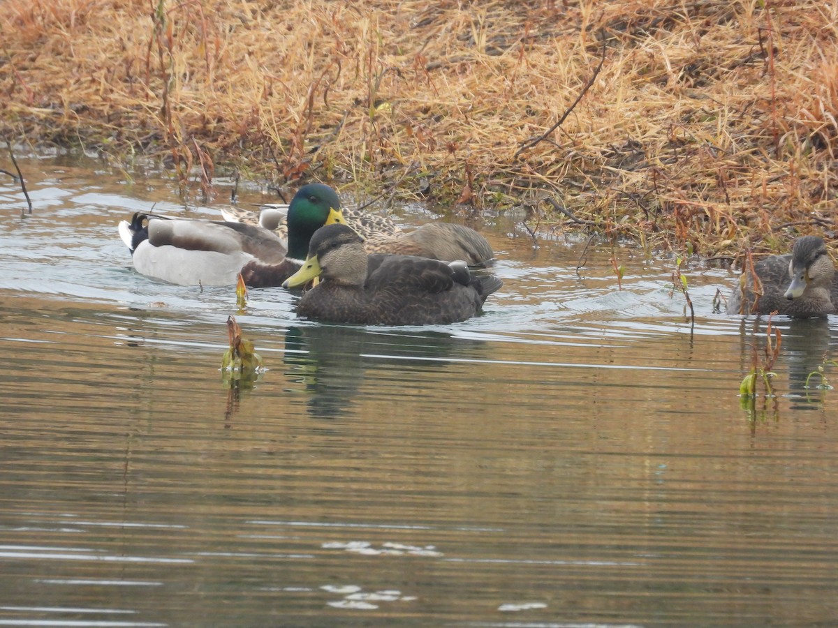 American Black Duck - ML645501546