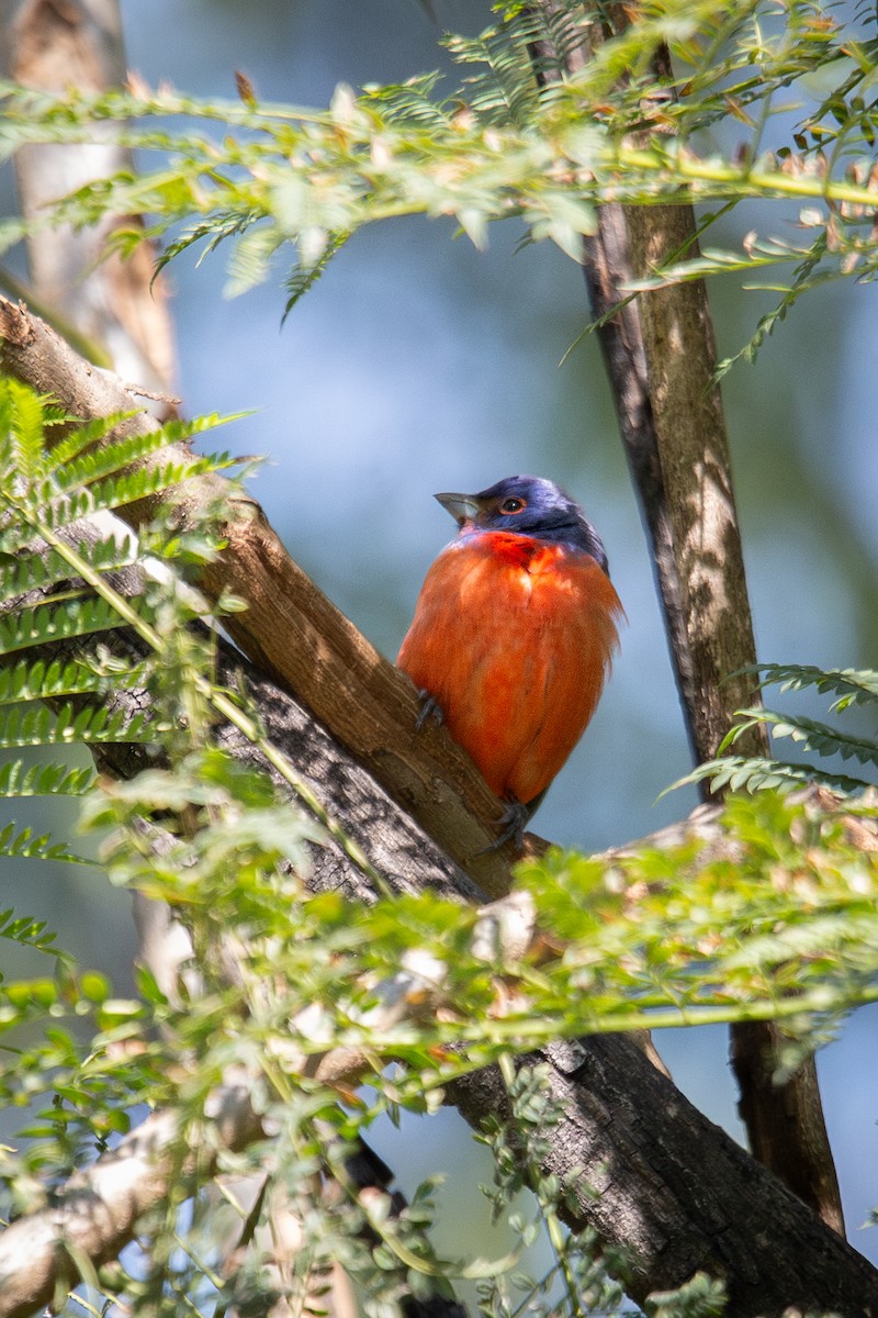Painted Bunting - ML645501547