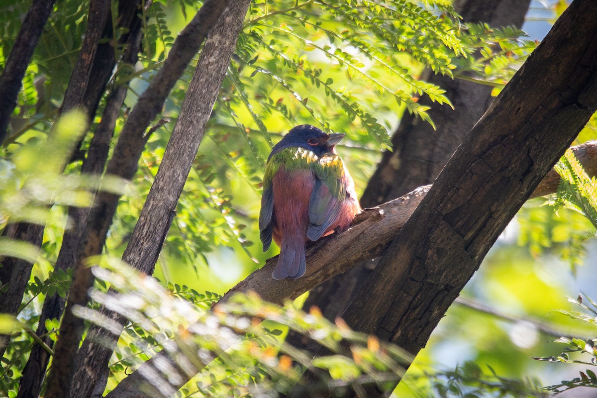 Painted Bunting - ML645501548