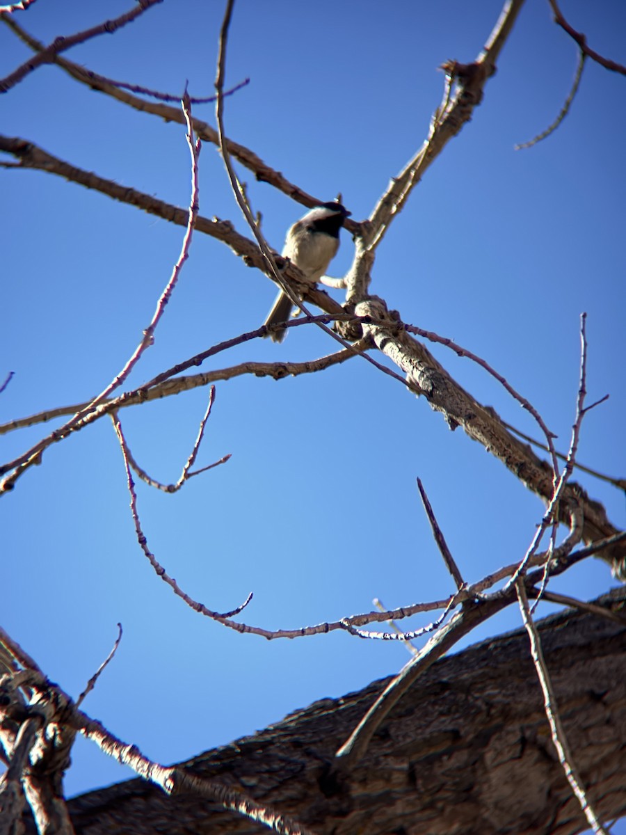 Black-capped Chickadee - ML645501549
