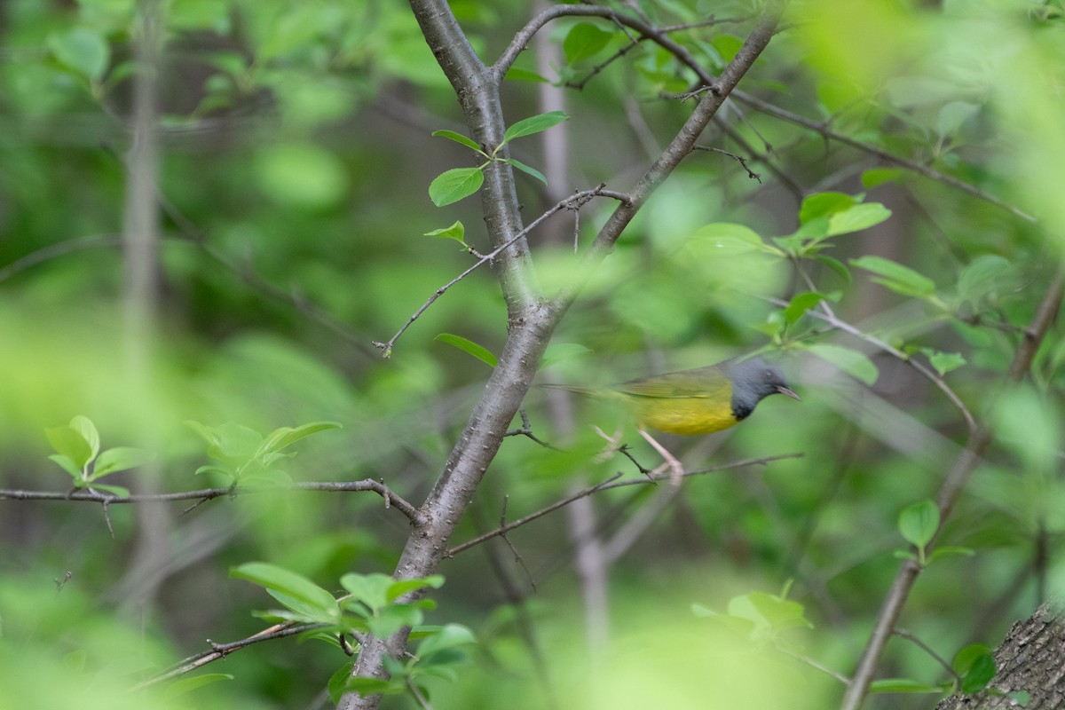 Mourning Warbler - ML645501551