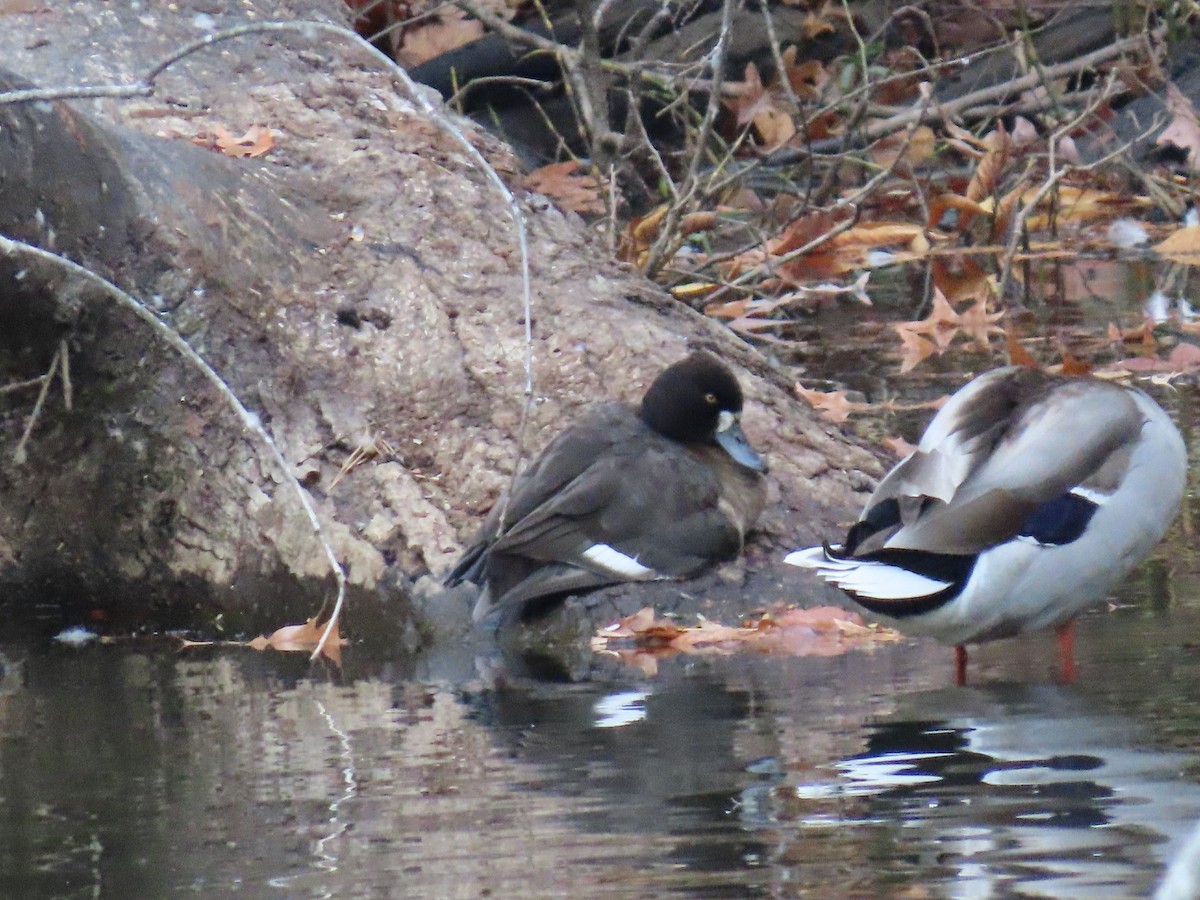 小斑背潛鴨 - ML645501553