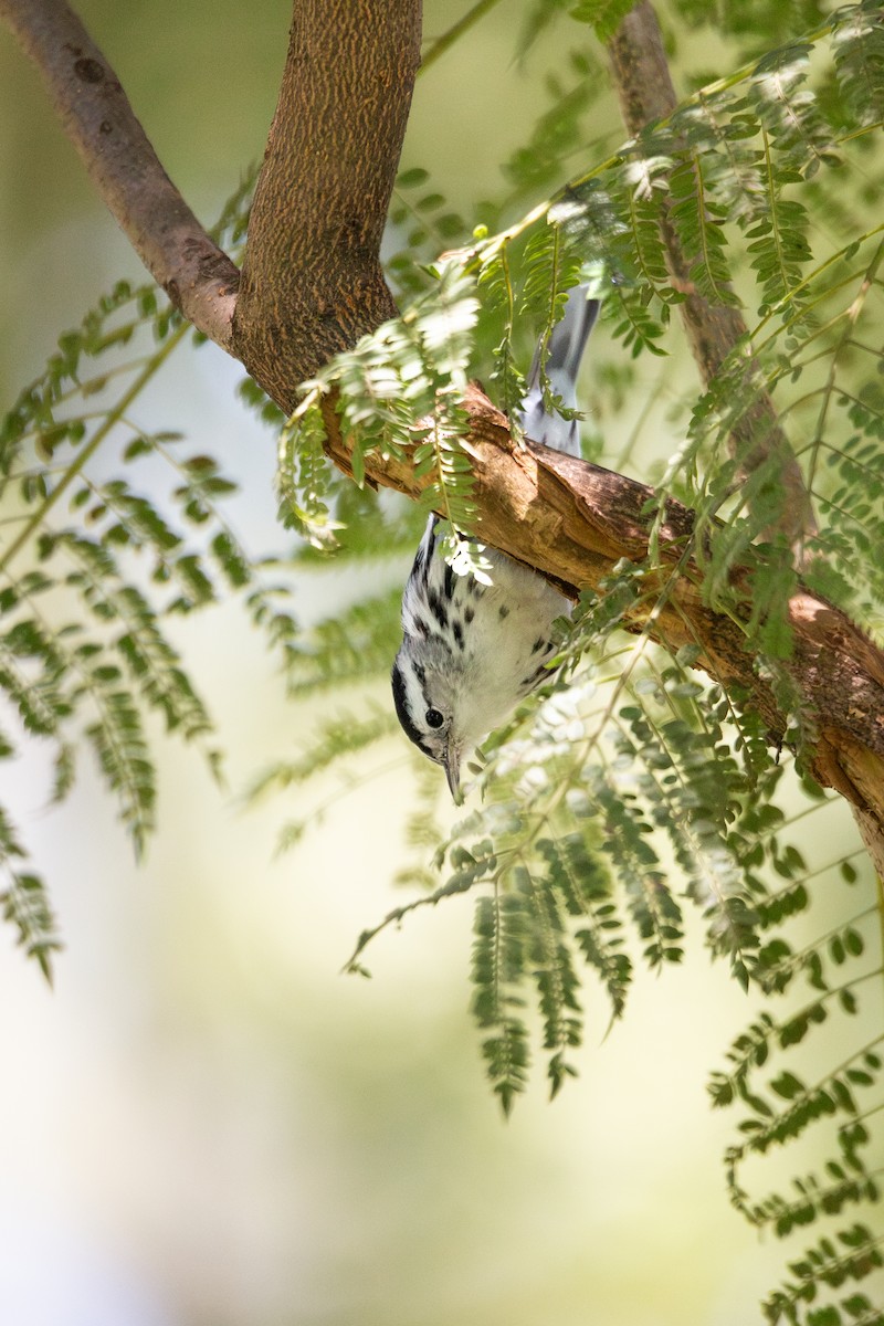 Black-and-white Warbler - ML645501554