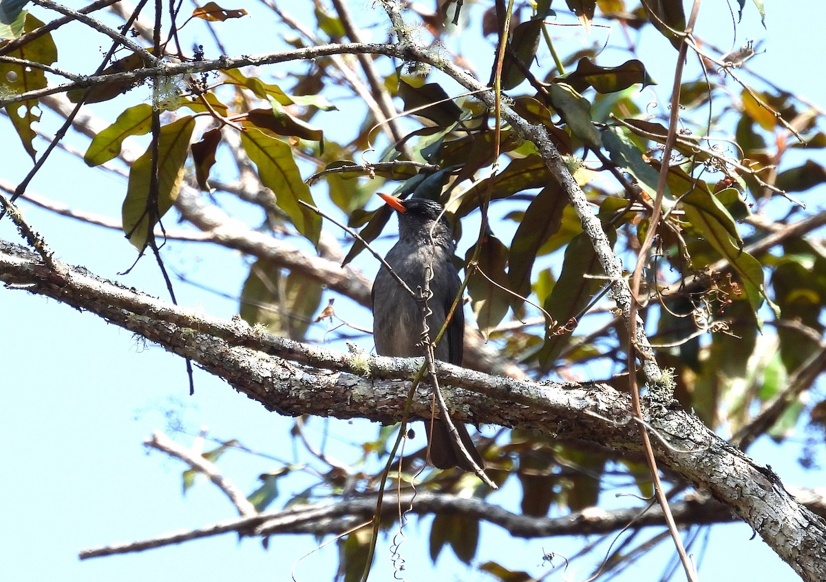 Malagasy Bulbul - ML645501556