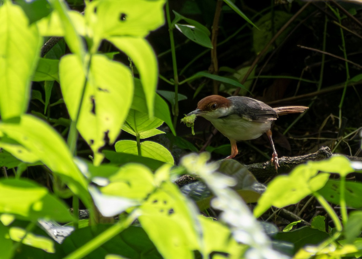 Rufous-tailed Tailorbird - ML645501559