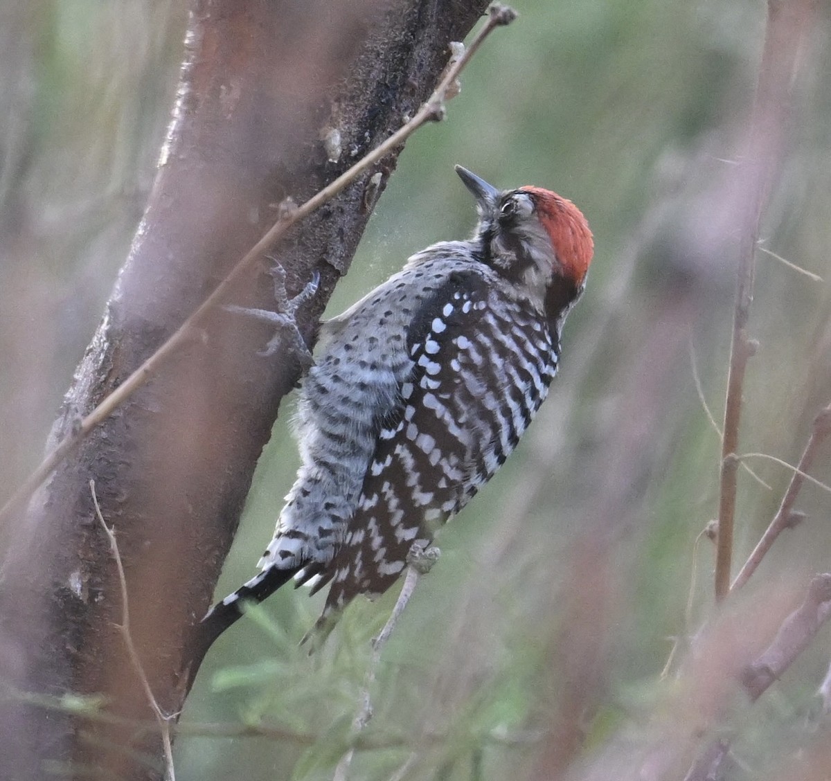 Ladder-backed Woodpecker - ML645501560