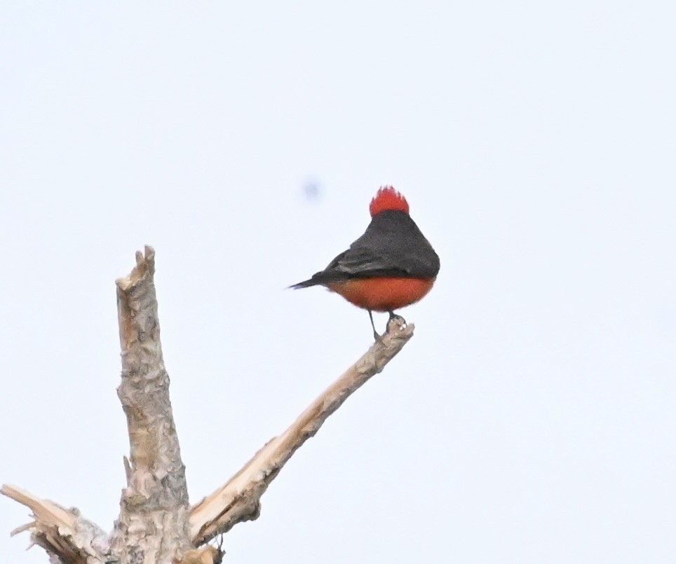 Vermilion Flycatcher - ML645501562